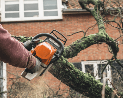 TREE TRIMMING